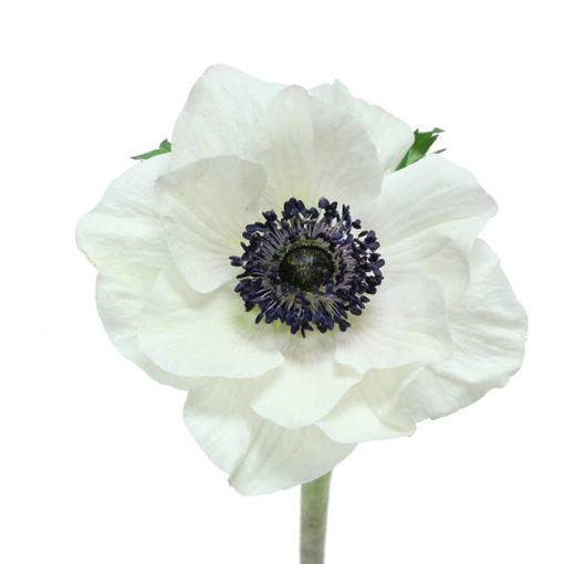Anemone Marianne Panda Per Stem