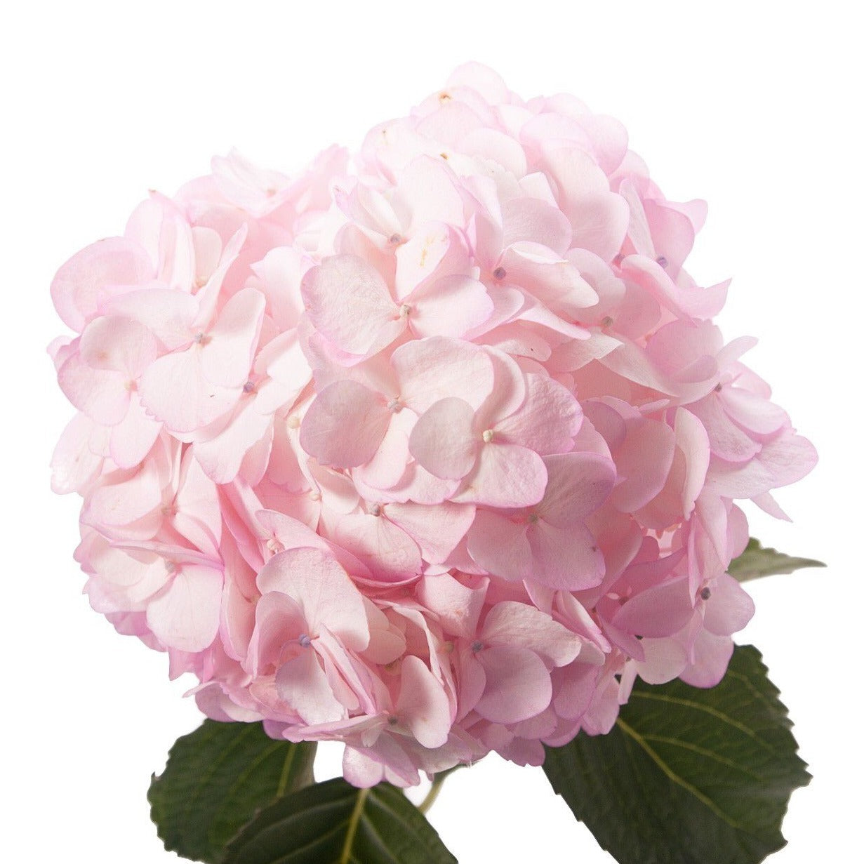 Hydrangea Pink Per Stem