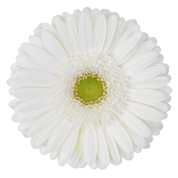 Gerbera Ramos Per Stem