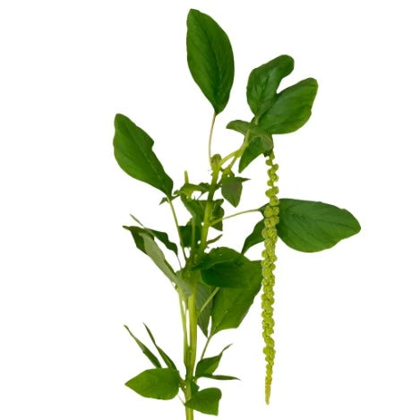 Amaranthus Green per stem