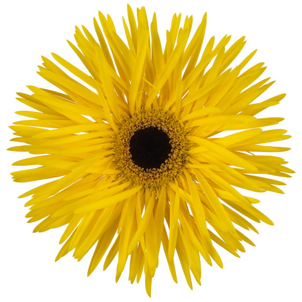 Gerbera Spider Dunga Per Stem