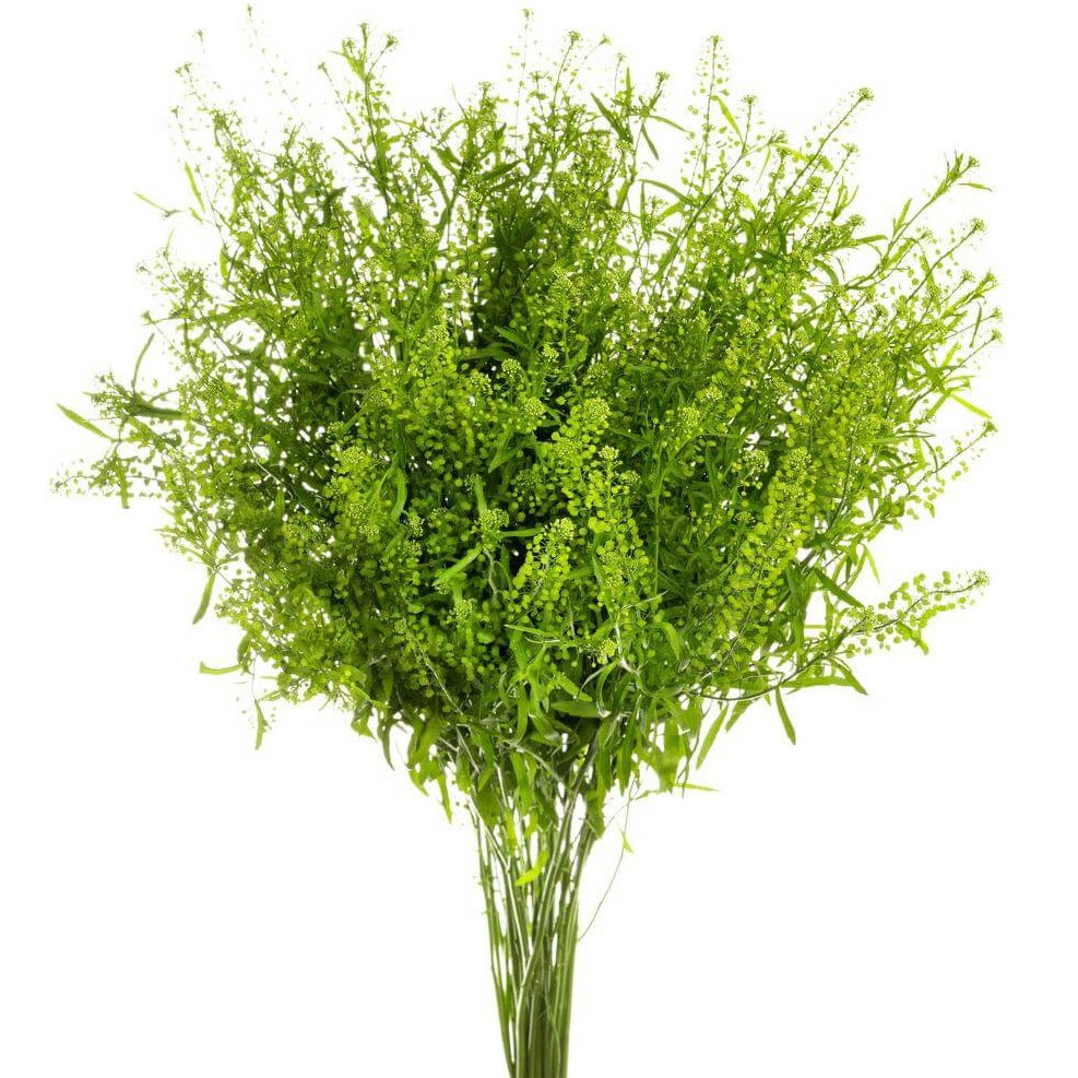 Lepidium Green Dragon Per Stem