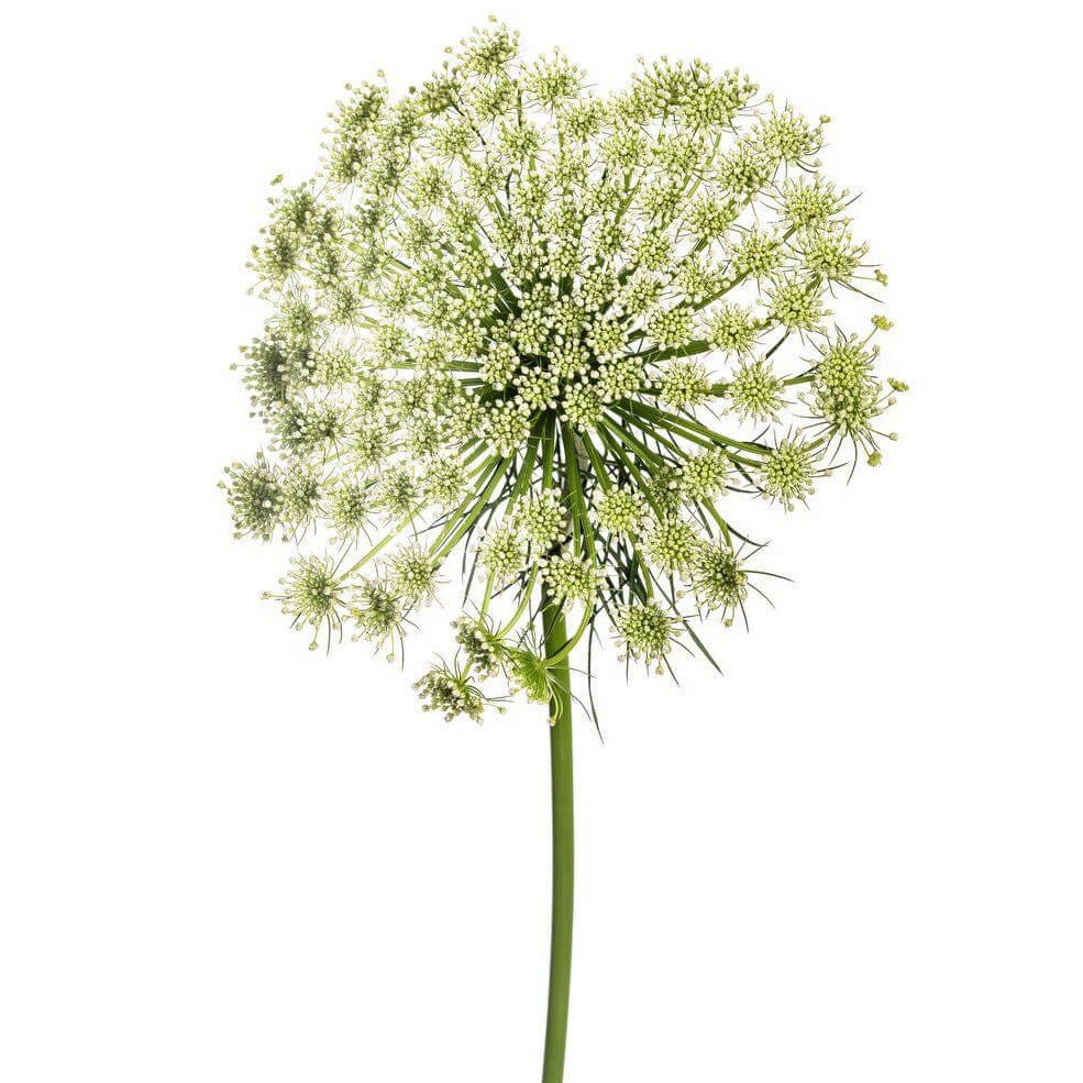 Ammi Visnaga Per Stem