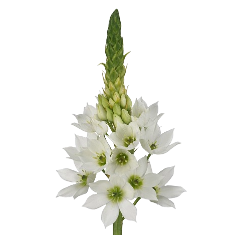 Ornithogalum Thyrsoides Mount Fuji Per Stem