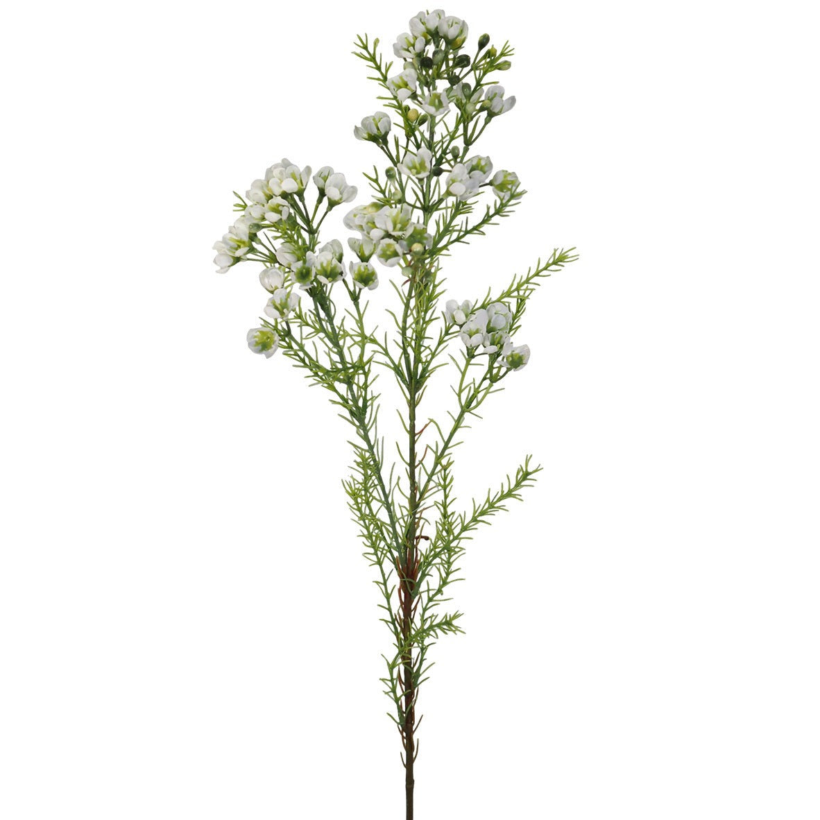 Geraldton Wax White Per Stem