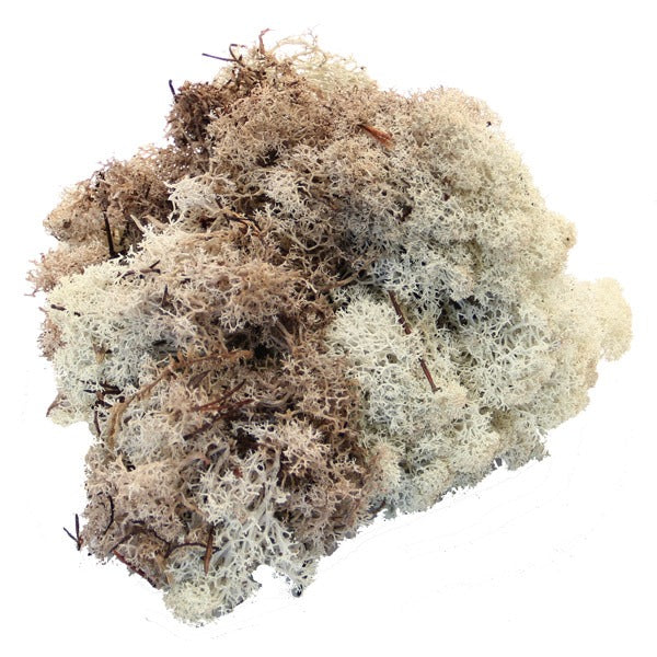 Artificial Moss Box Per Stem