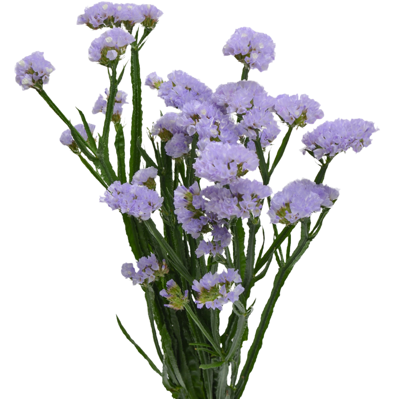 Statice Lavender Per Stem