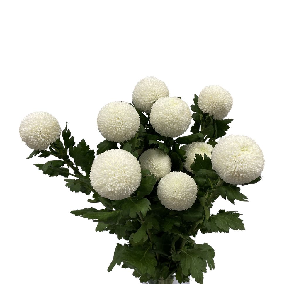 Chrysanthemum Pingpong White Per Stem