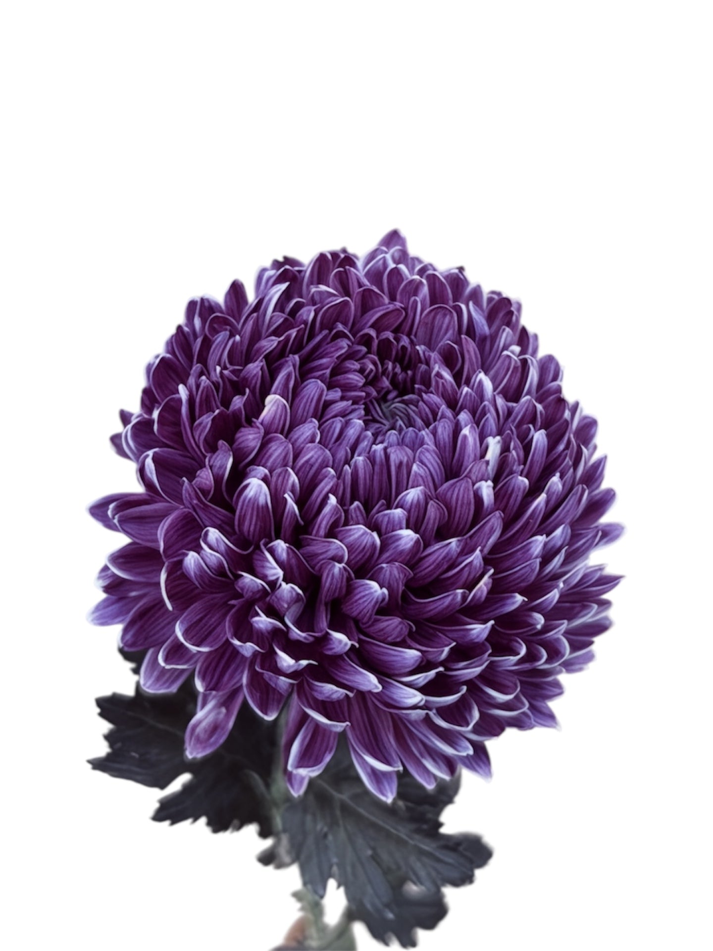 Chrysanthemum Malaysian Tinted Burgundy Per Stem