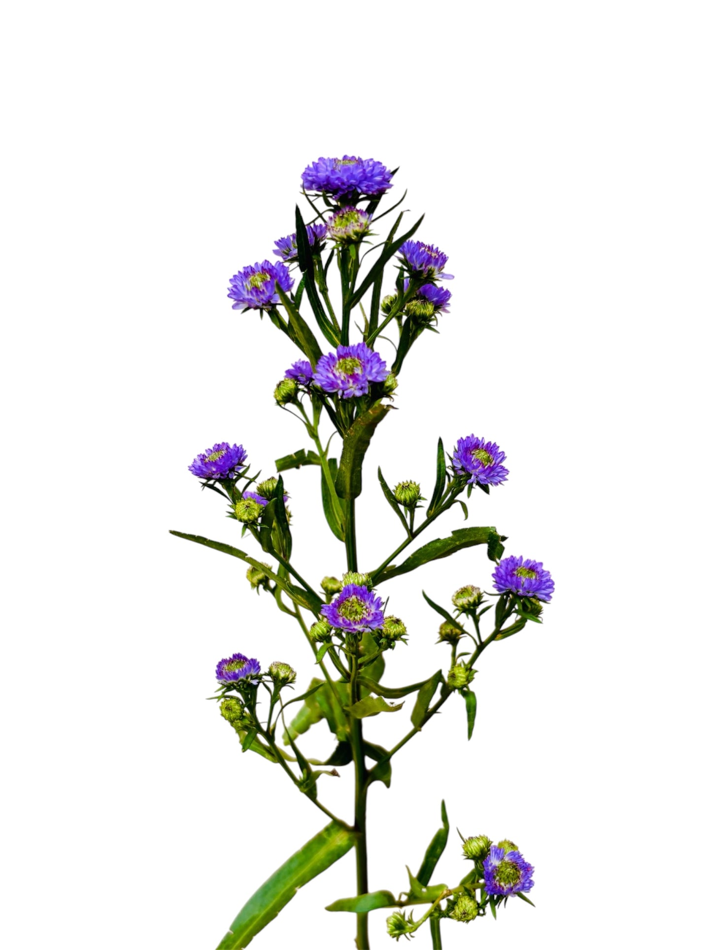 Aster Purple Per Stem