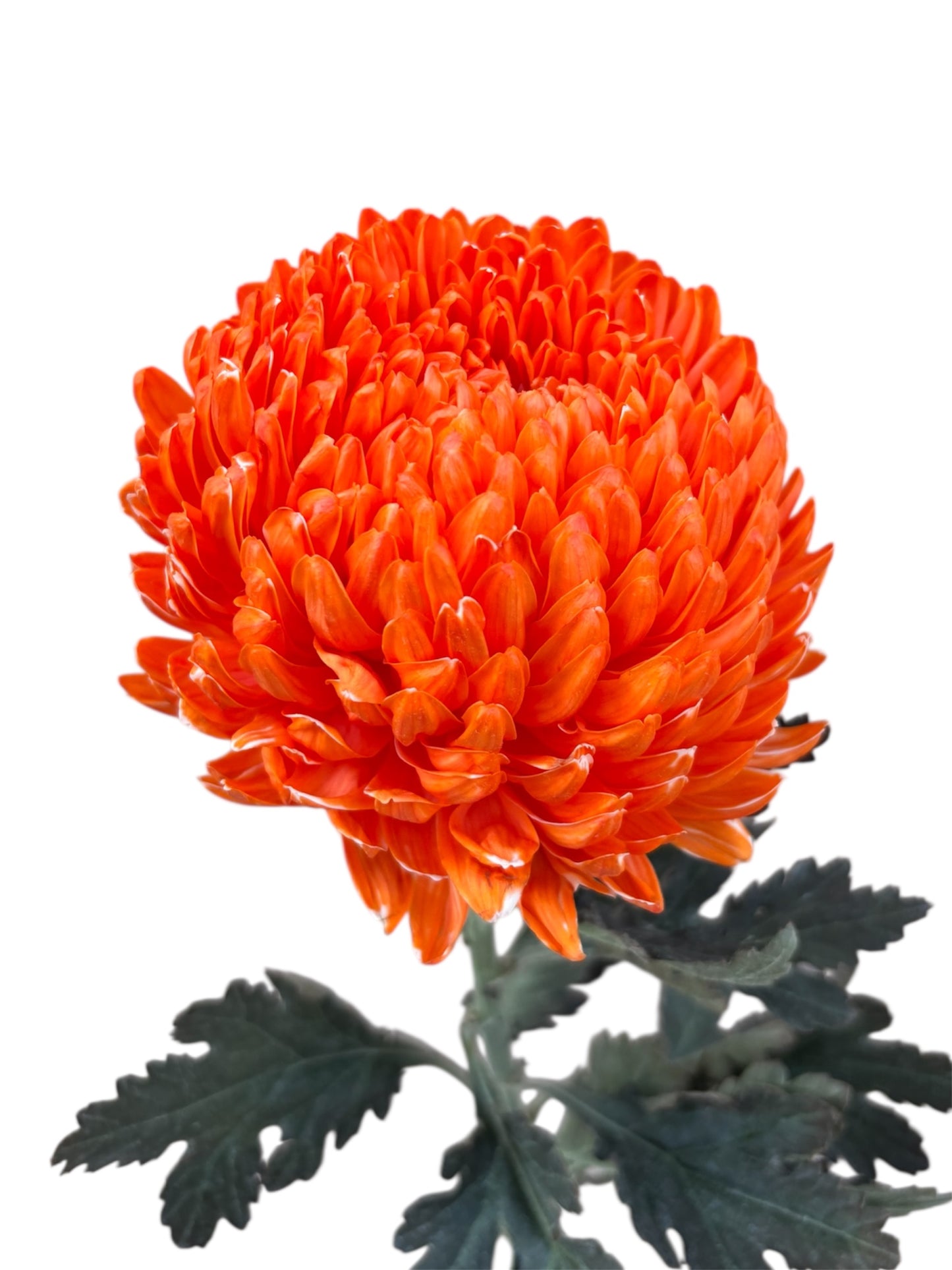 Chrysanthemum Malaysian Tinted Dark Orange Per Stem