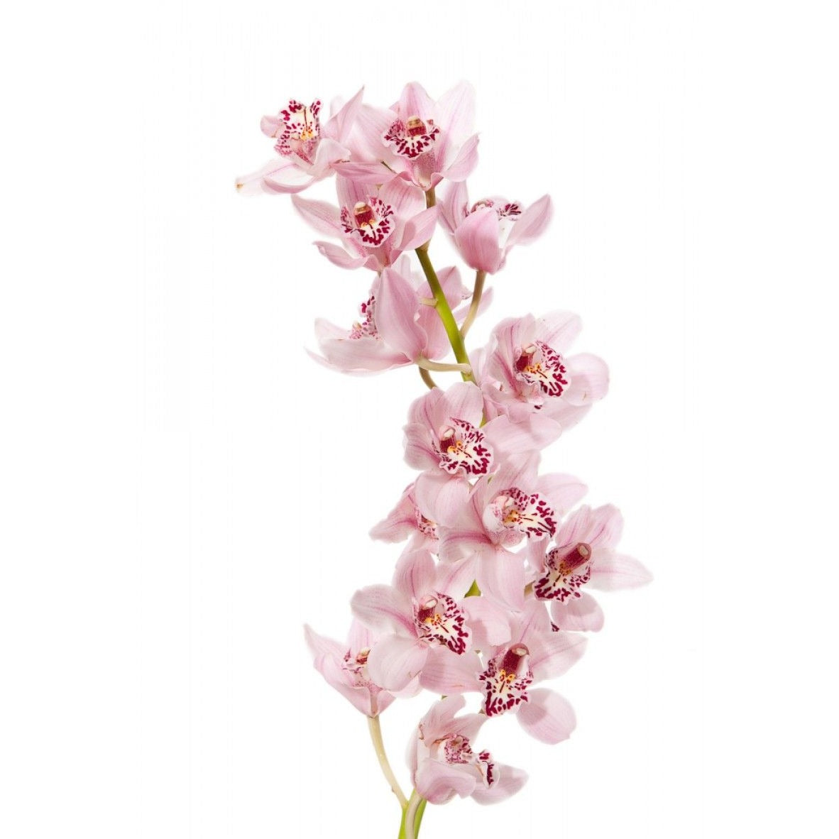 Cymbidium Light Pink Per Stem