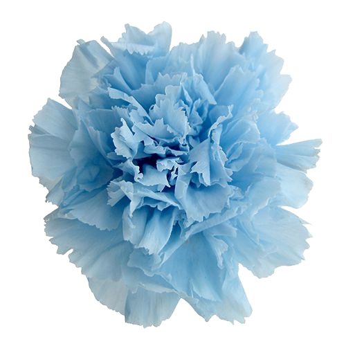 Carnation Sky Blue Per Stem