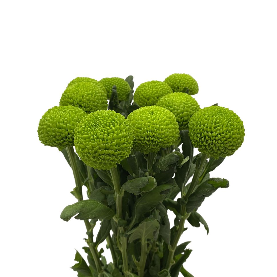 Chrysanthemum Pingpong Green Per Stem