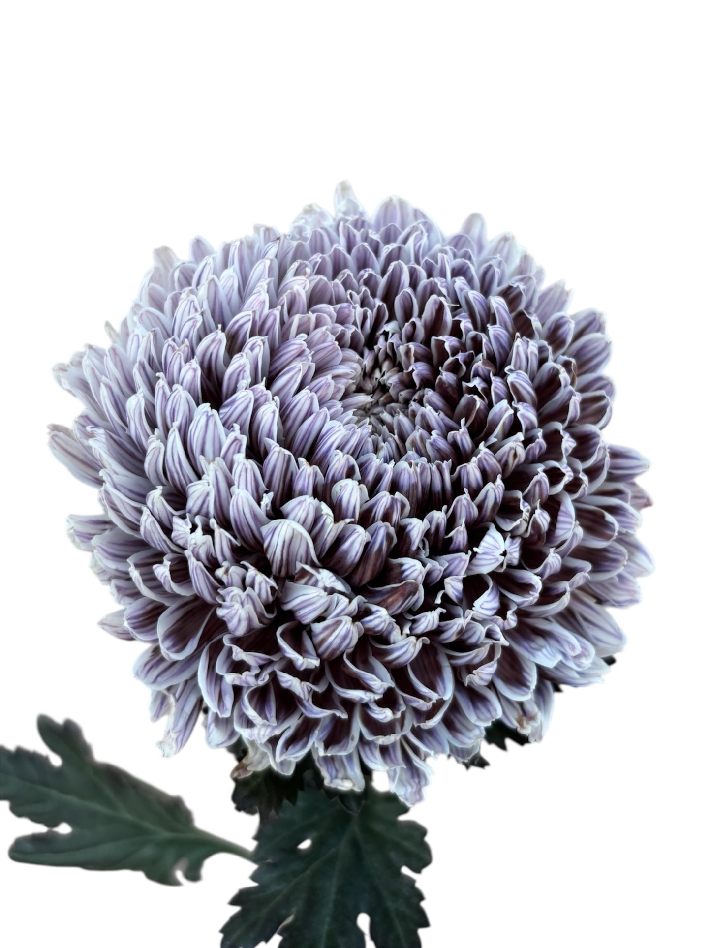 Chrysanthemum Malaysian Tinted Grey Per Stem