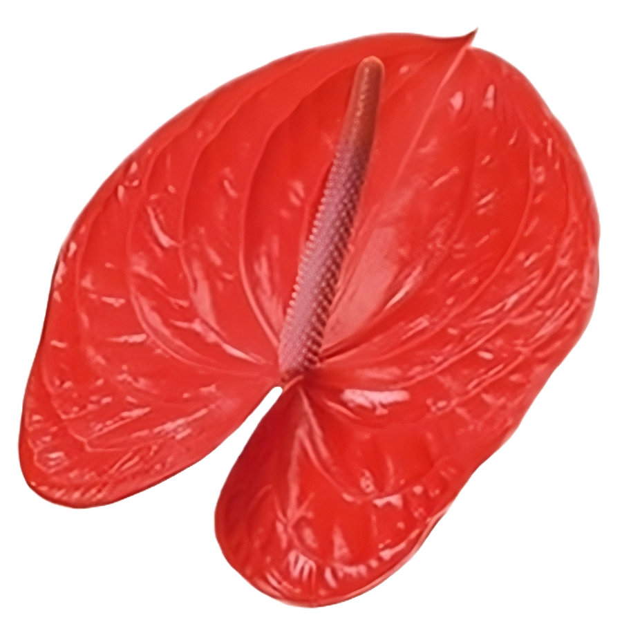 Anthurium Avo Per Stem