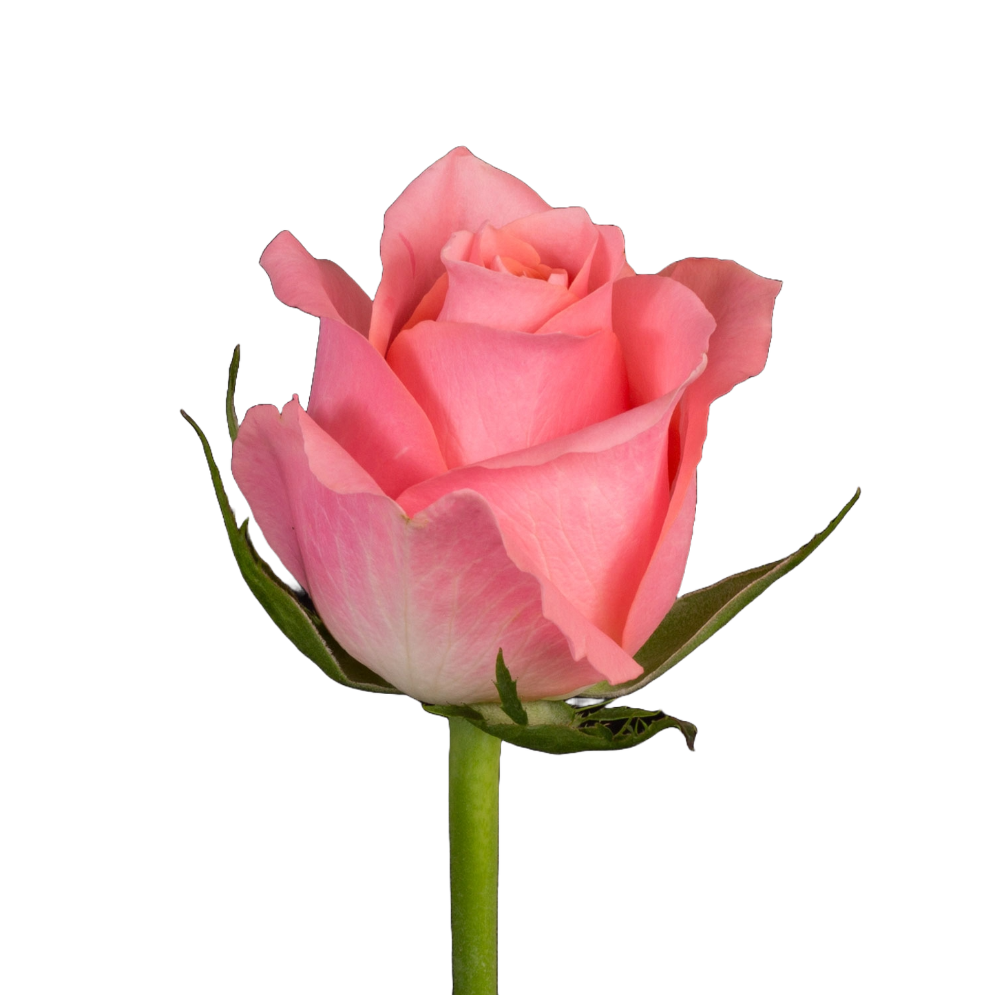Rose Ace Cerise Per Stem