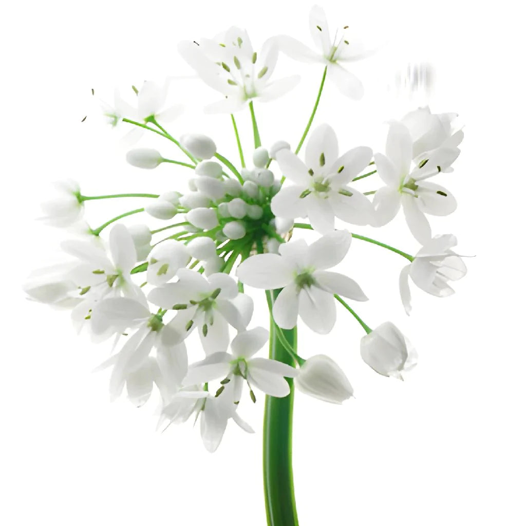 Allium White Per Stem