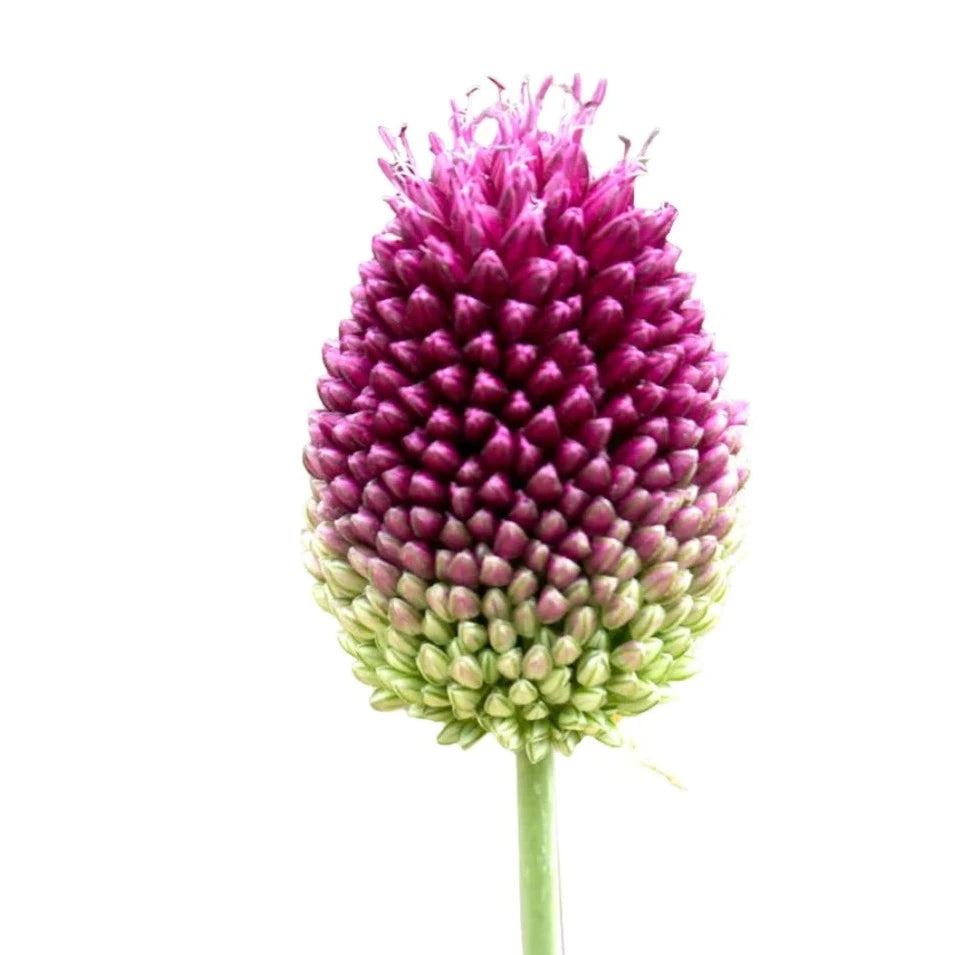 Allium Sphaerocephalon Per Stem