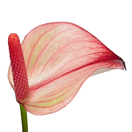 Anthurium Hot Lips Per Stem