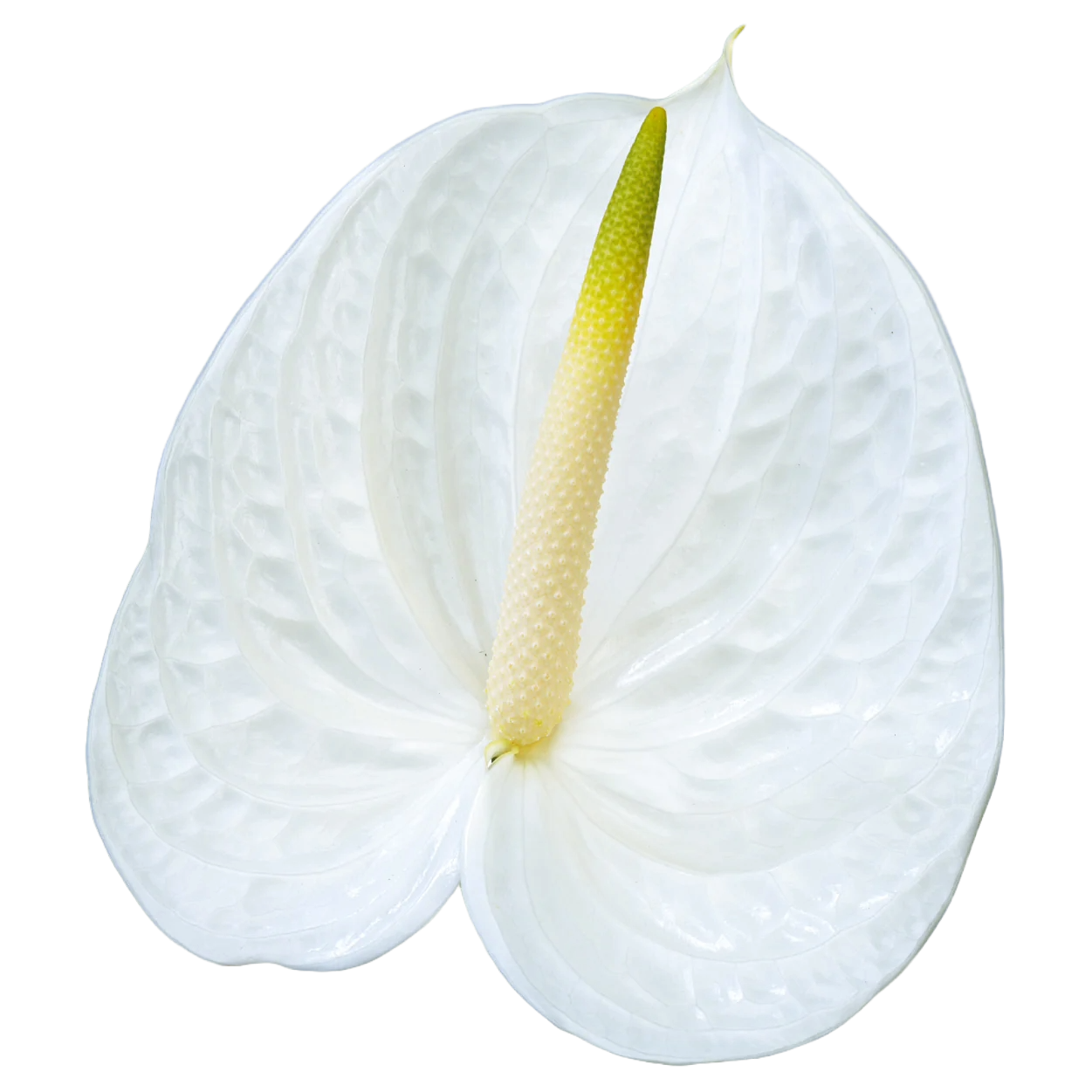 Anthurium White Per Stem