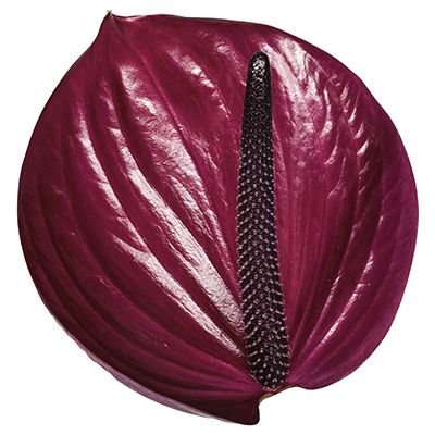 Anthurium Maravilla Per Stem