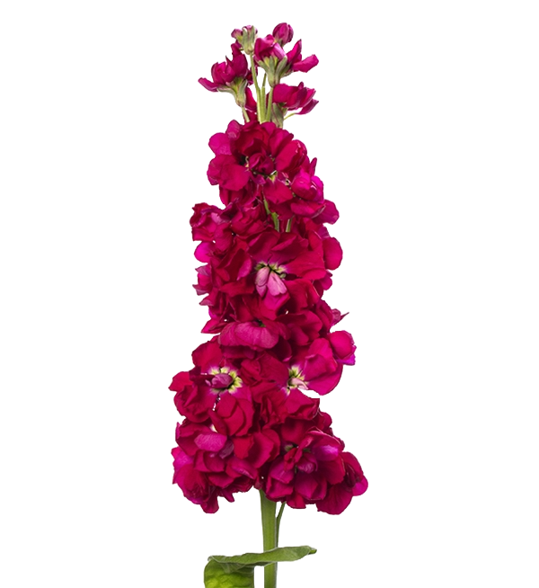 Matthiola Red Per Stem