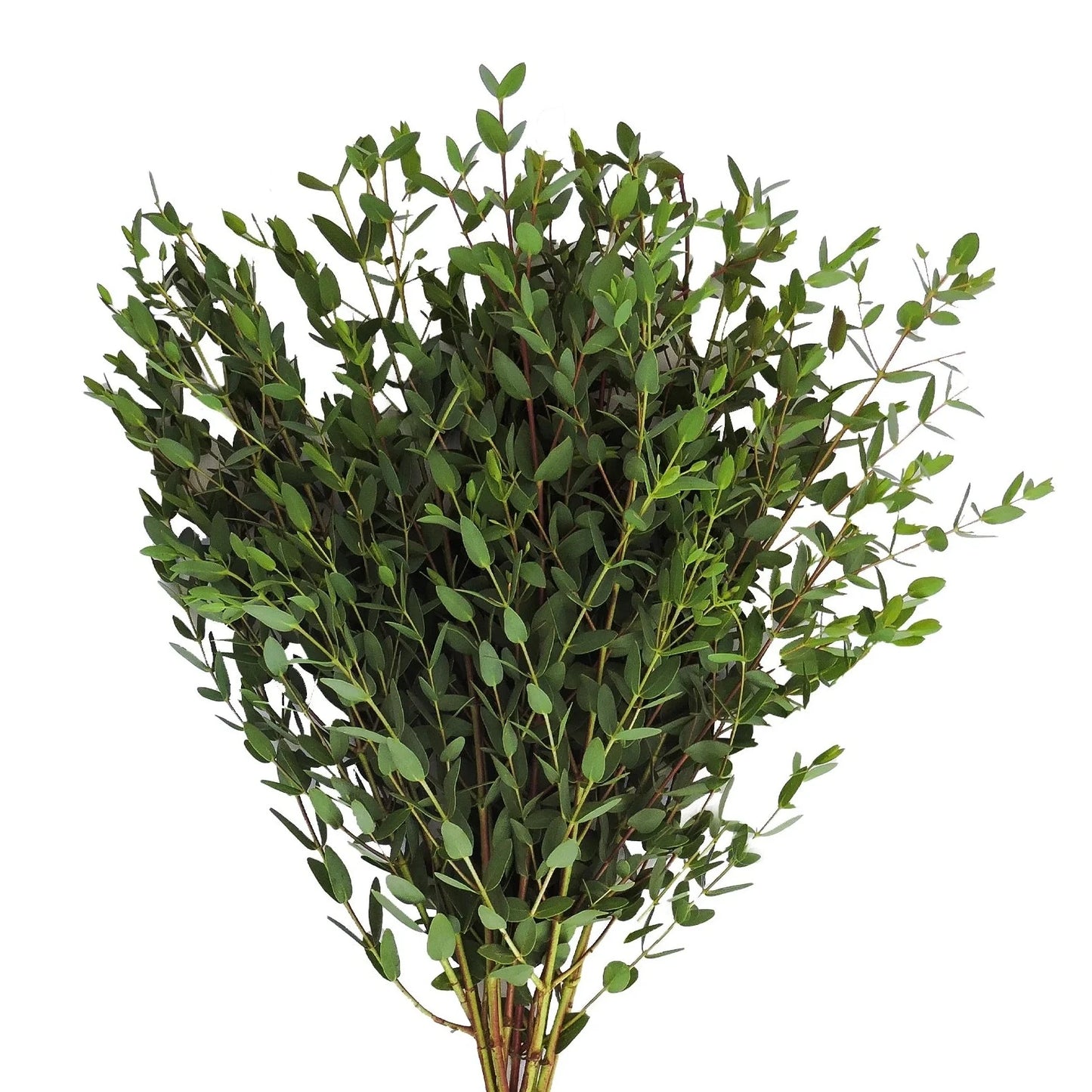 Eucalyptus Parvifolia per stem