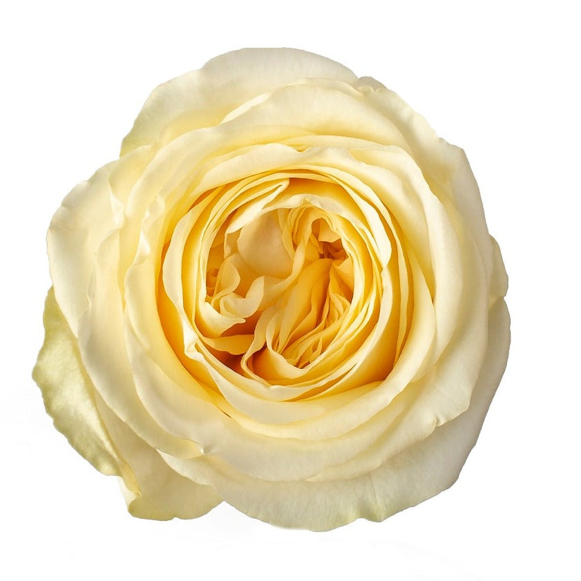 Rose Buttercup Per Stem