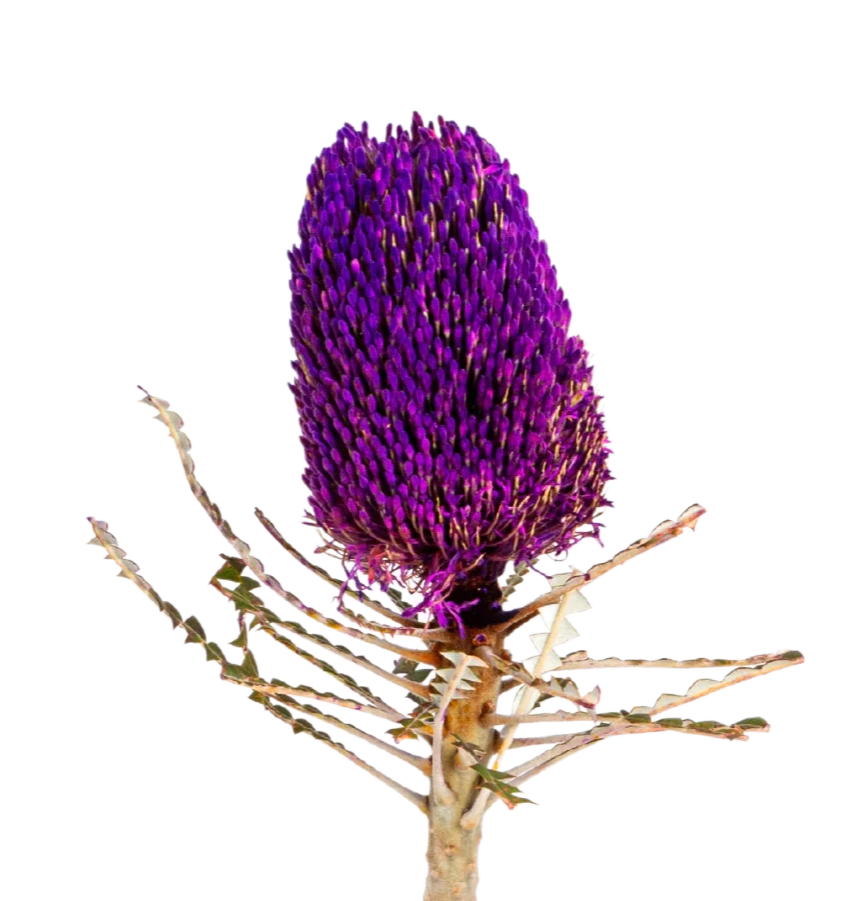 Banksia Purple per stem