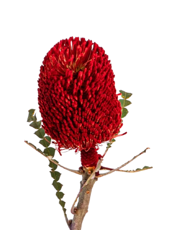 Banksia Red Per Stem