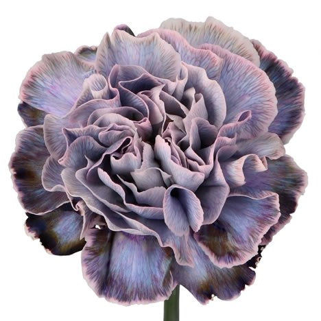 Carnation Single Painted Violetta Per Stem