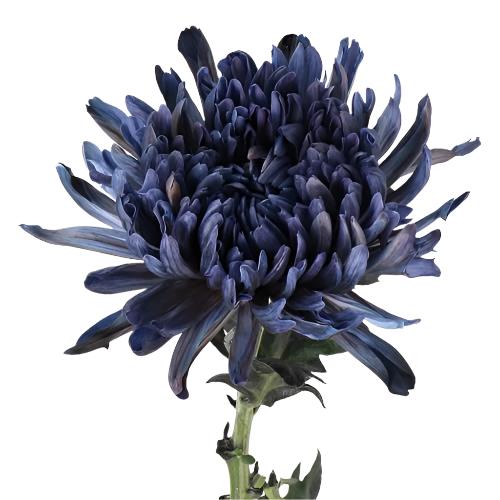 Chrysanthemum Single Vip Decor Navy Jumbo Per Stem