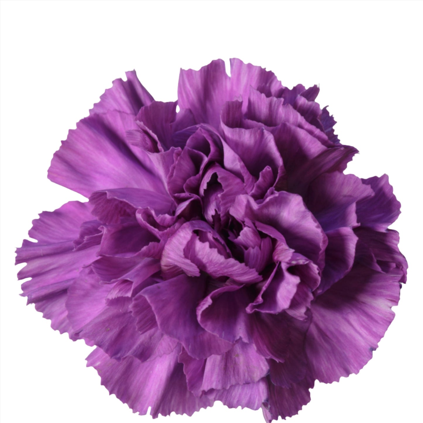 Carnation Purple Per Stem