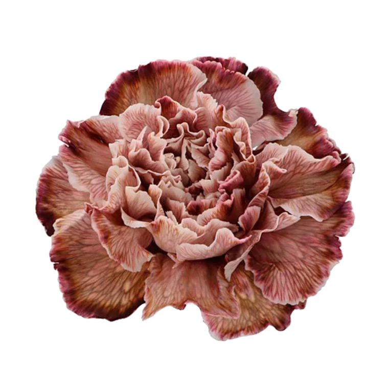 Carnation Painted Brownies Per Stem
