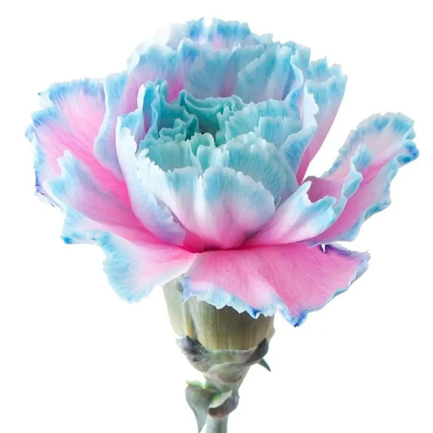 Carnation Painted Bubblegum Per Stem