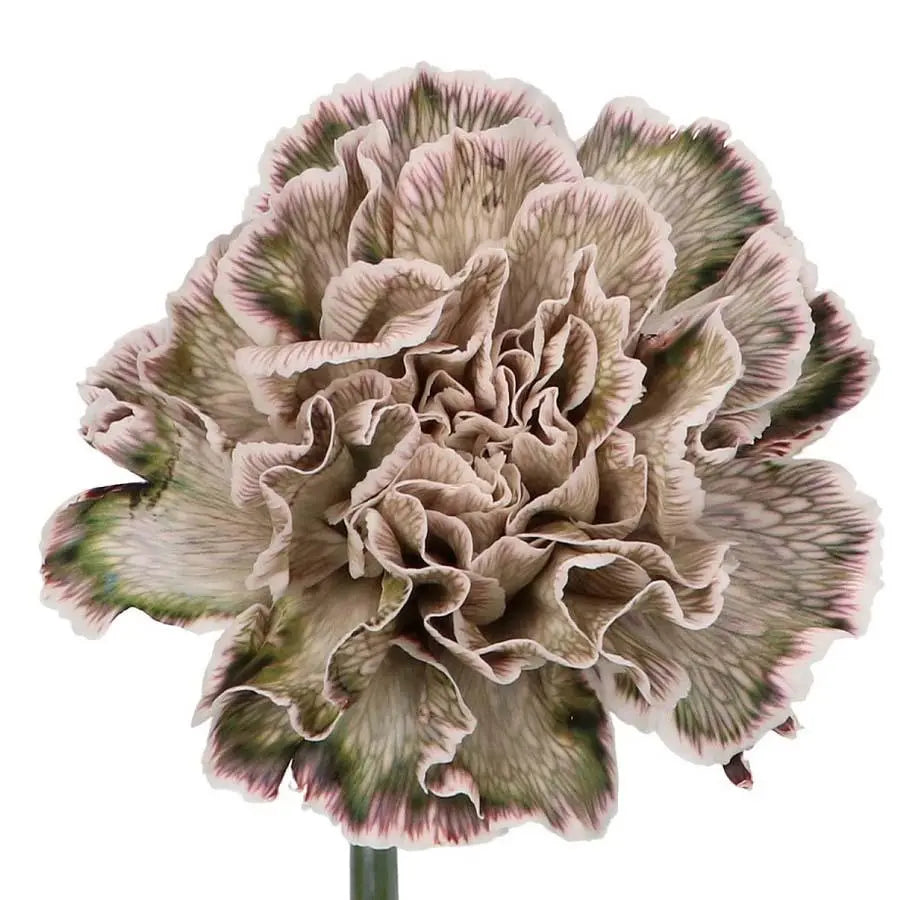 Carnation Grey Per Stem