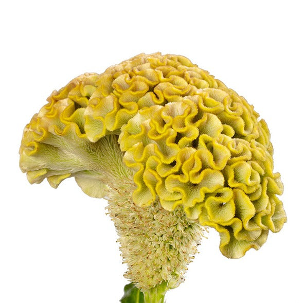 Celosia Yellow Per Stem