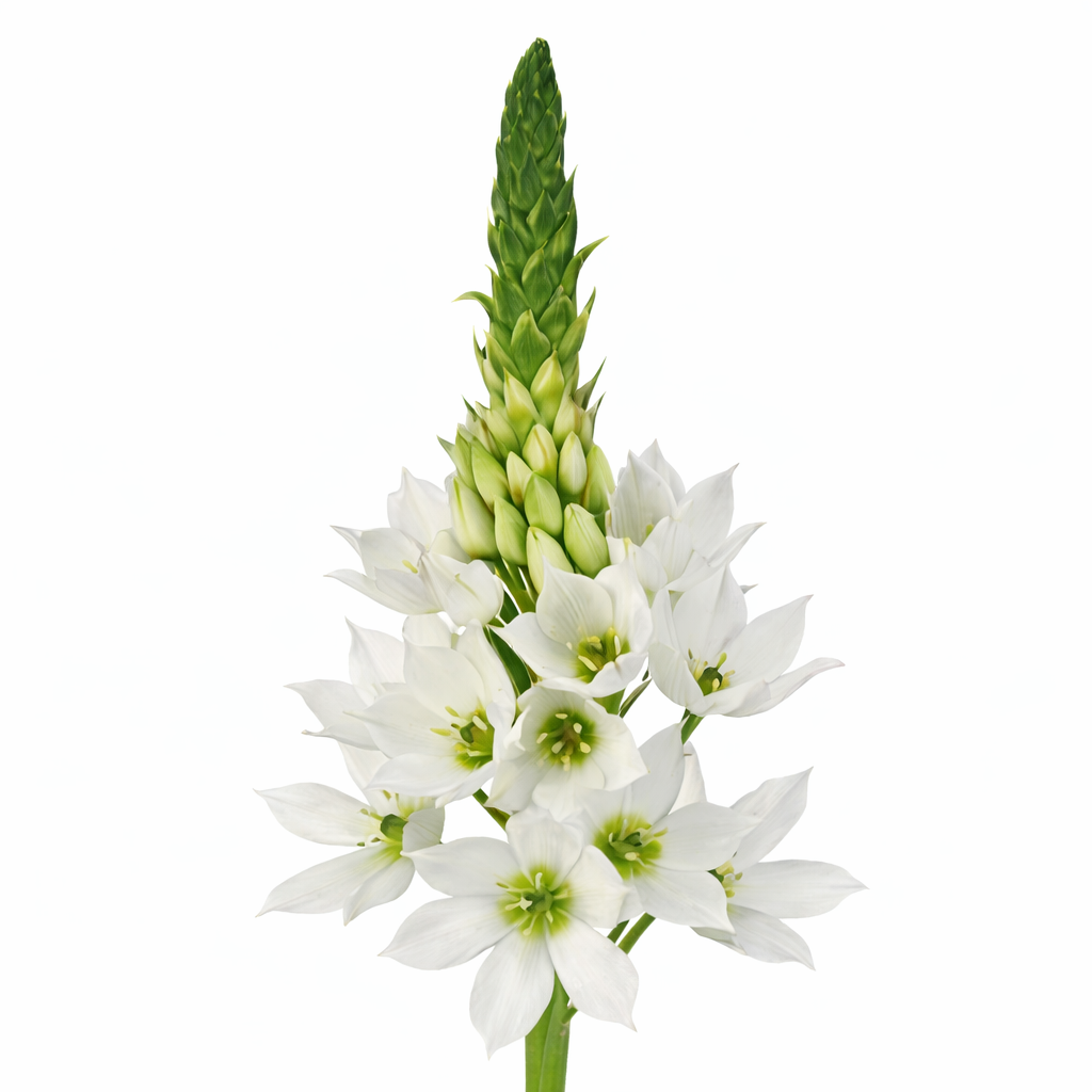 Ornithogalum Thyrsoides Mount Fuji Per Stem