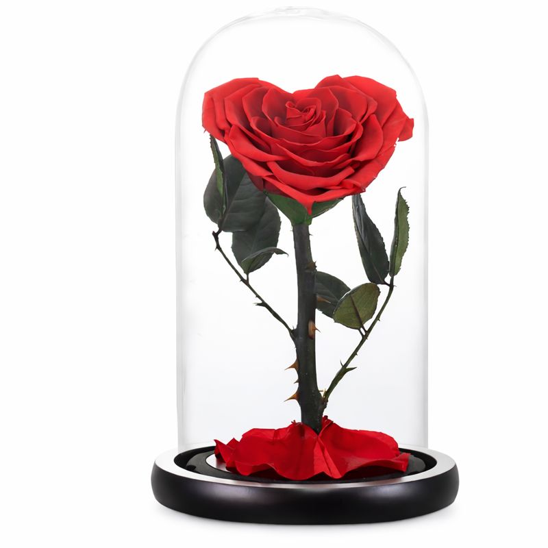 Preserved Red Rose
