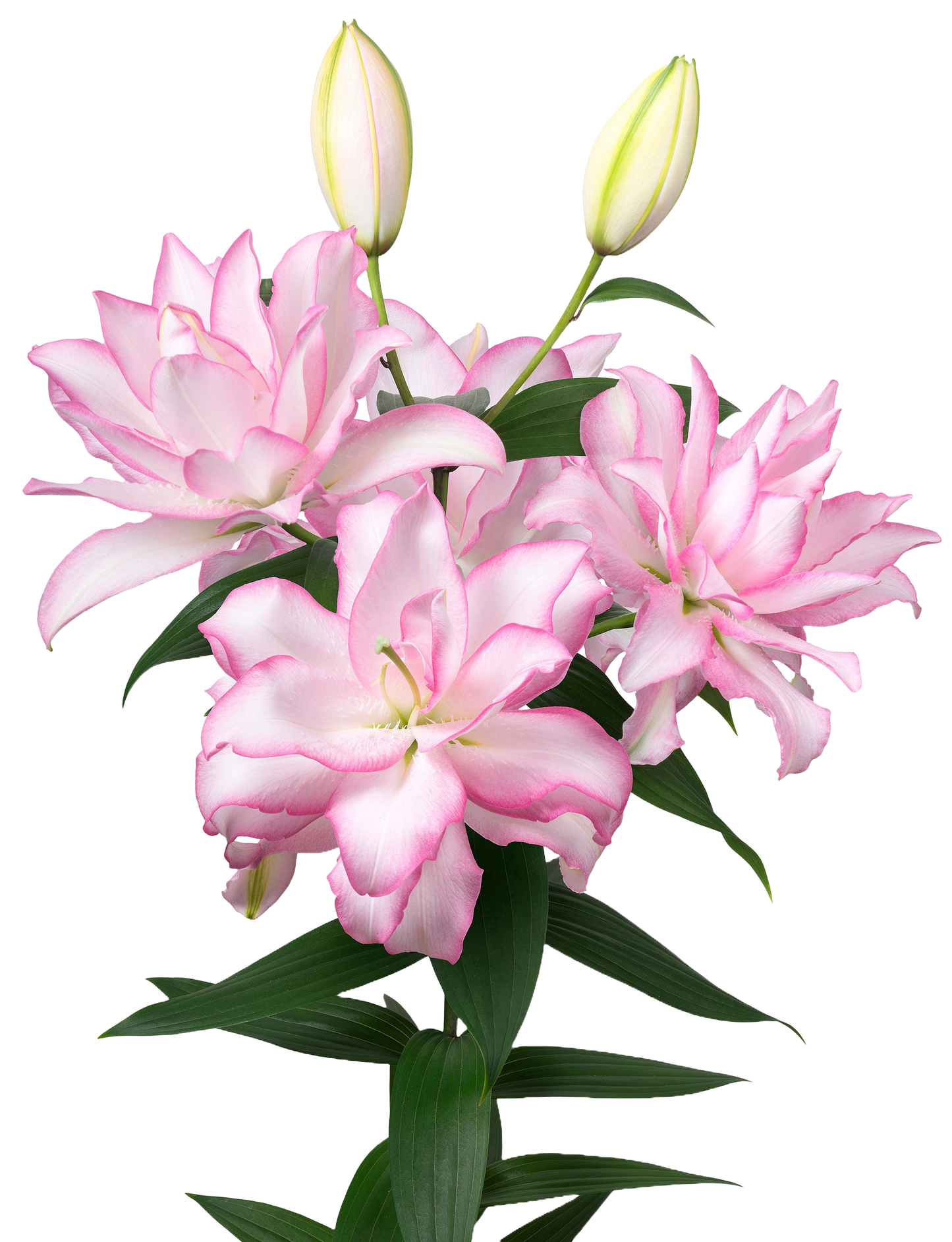 Lily Oriental Double Petal Pink Per Stem