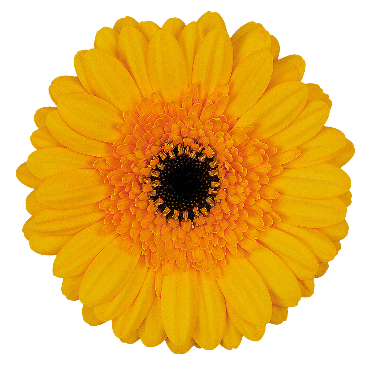 Gerbera Mini Davidson Per Stem