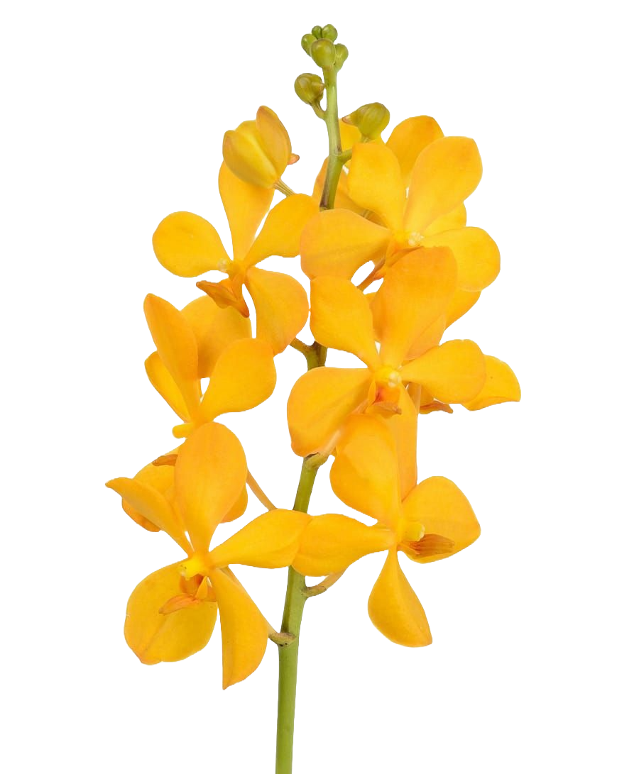 Mokara Yellow Per Stem