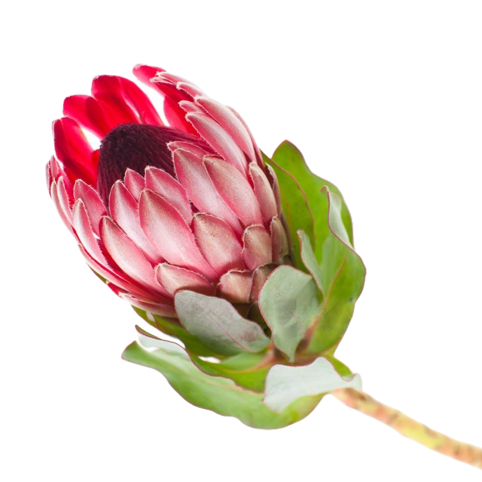 Protea Sharon Per Stem
