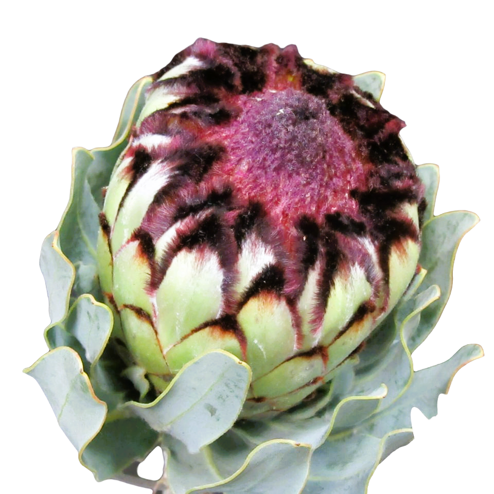 Protea Niobe Per Stem