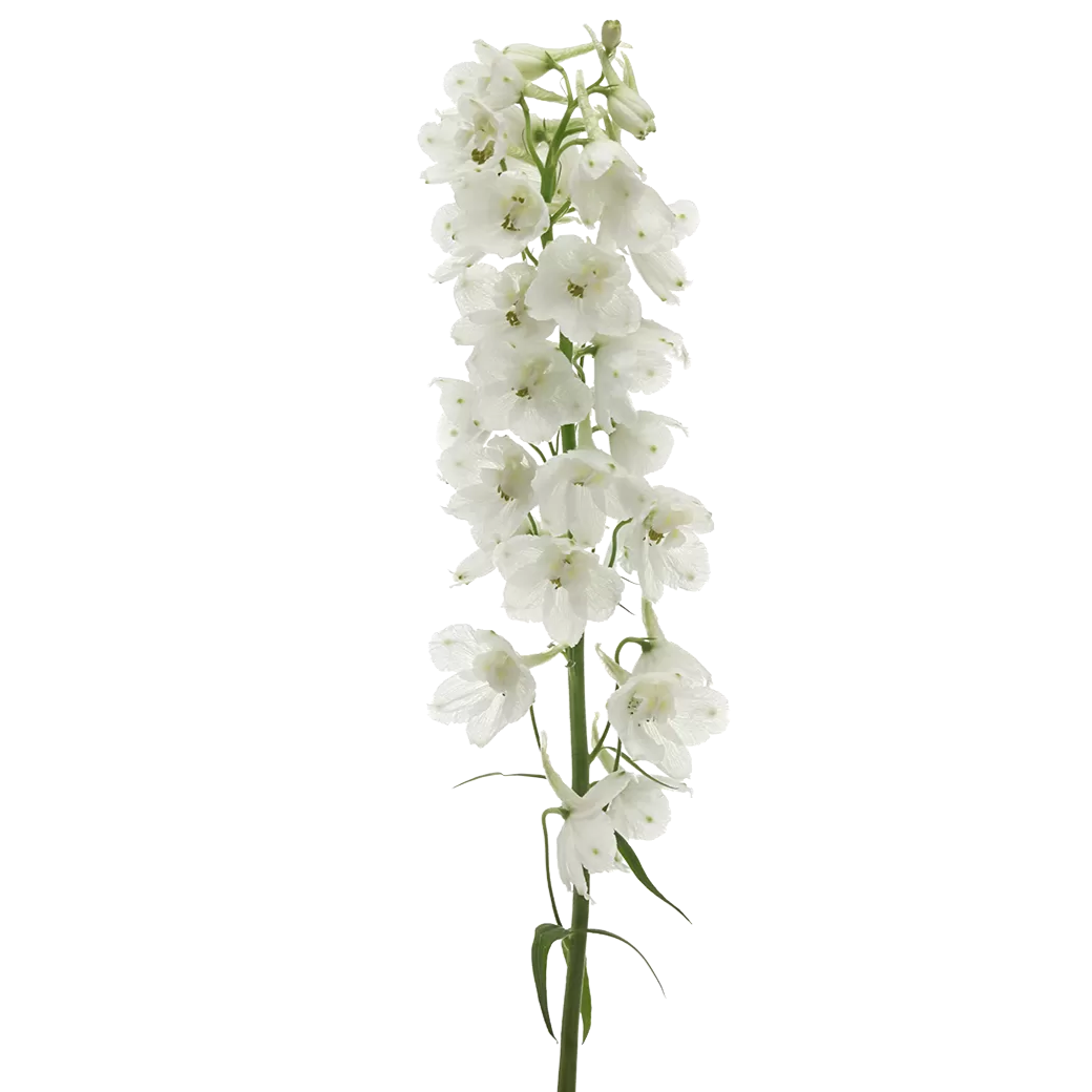 Delphinium White Per Stem