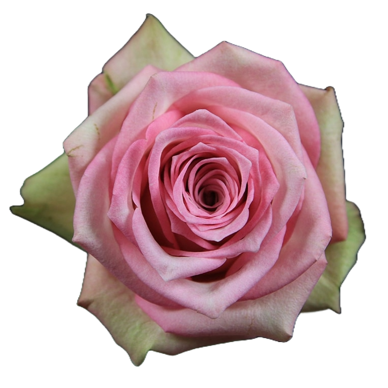 Rose Dream Girl Per Stem