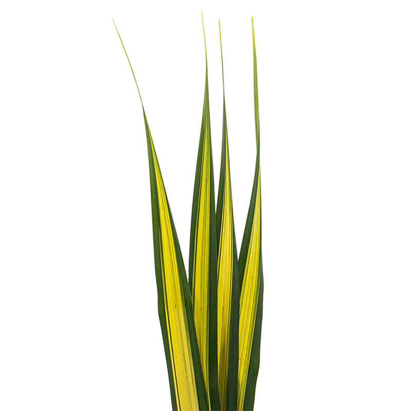 Variegated Pandanus Leaves per stem