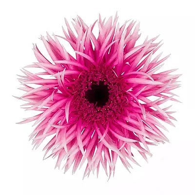 Gerbera Spider Victory Per Stem