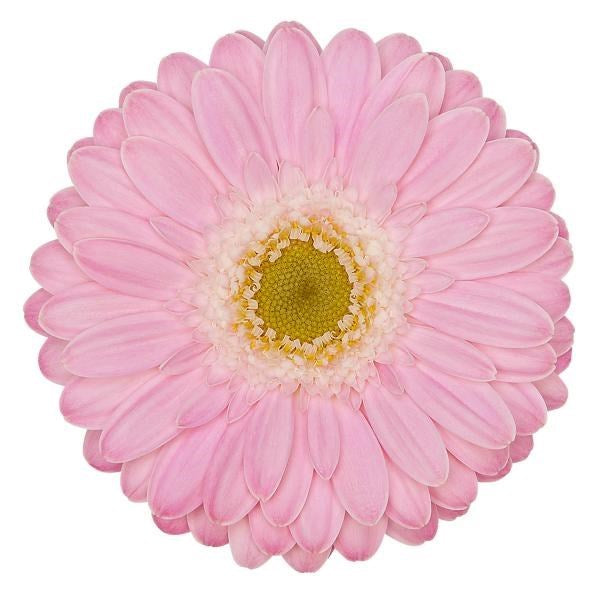 Gerbera Mini Babble Per Stem